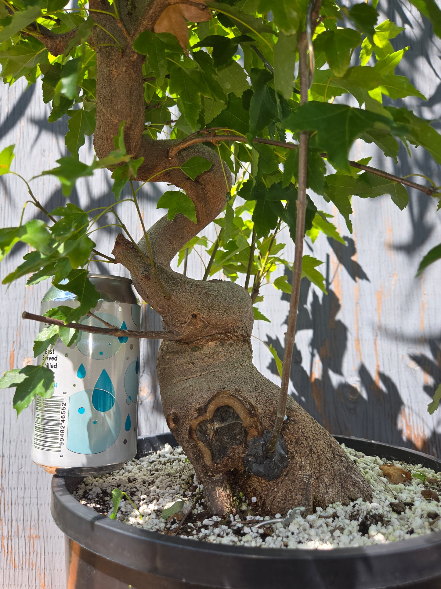 Trident Maple, Acer buergerianum, Ab AUG 00