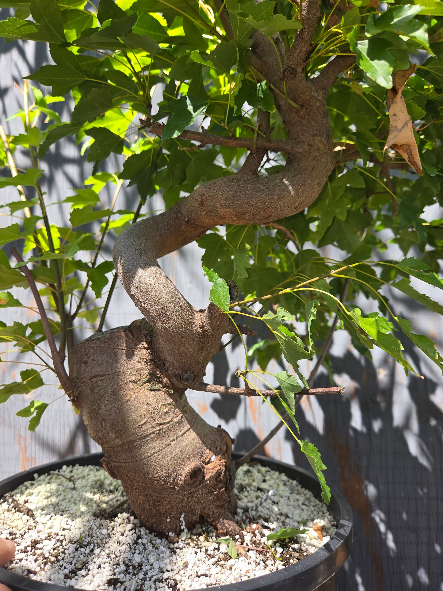 Trident Maple, Acer buergerianum, Ab AUG 00