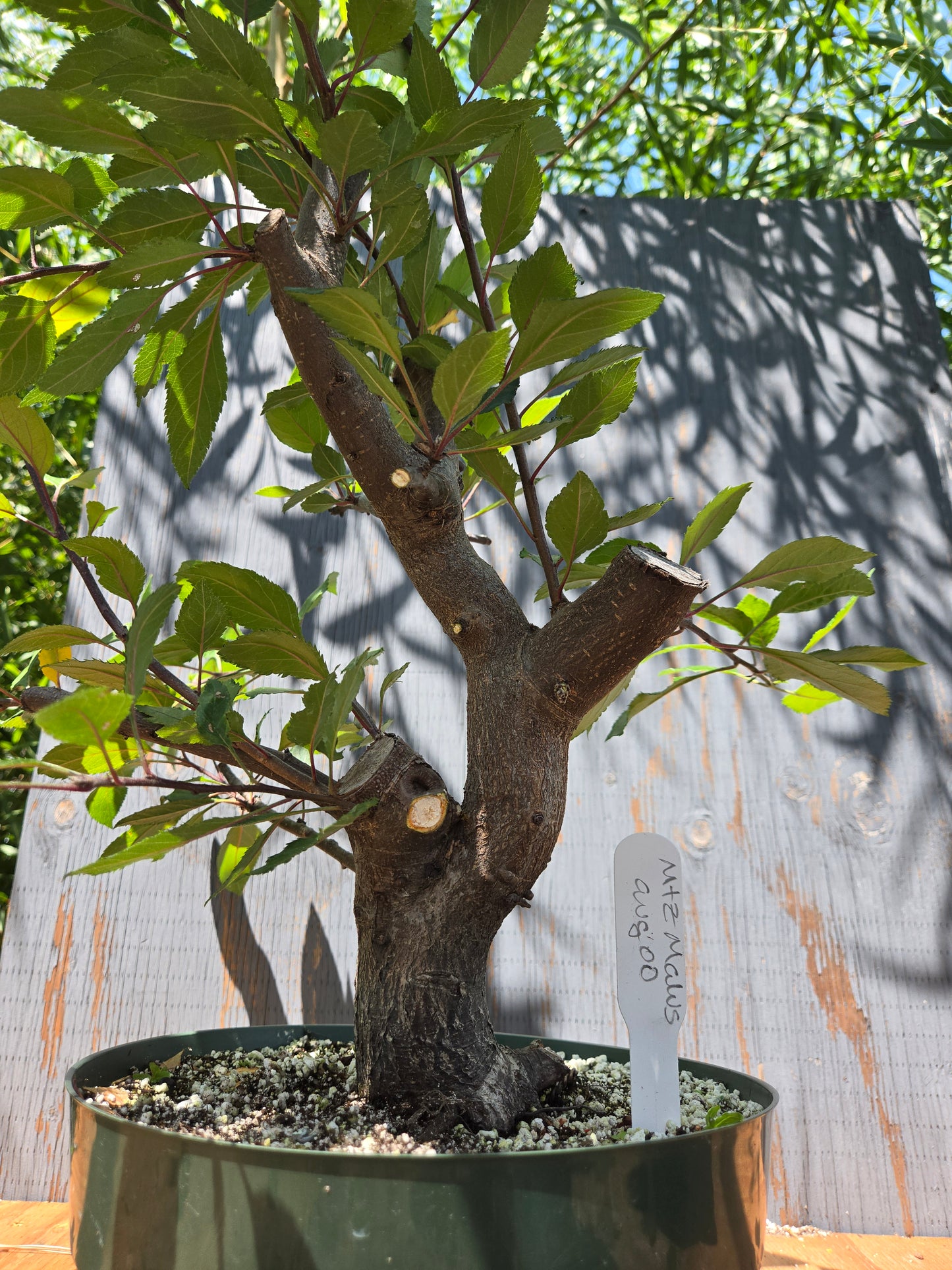 Crabapple 'Martinez' Mtz
