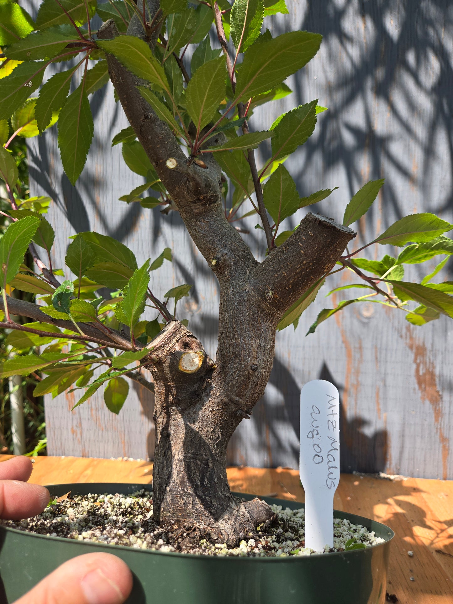 Crabapple 'Martinez' Mtz