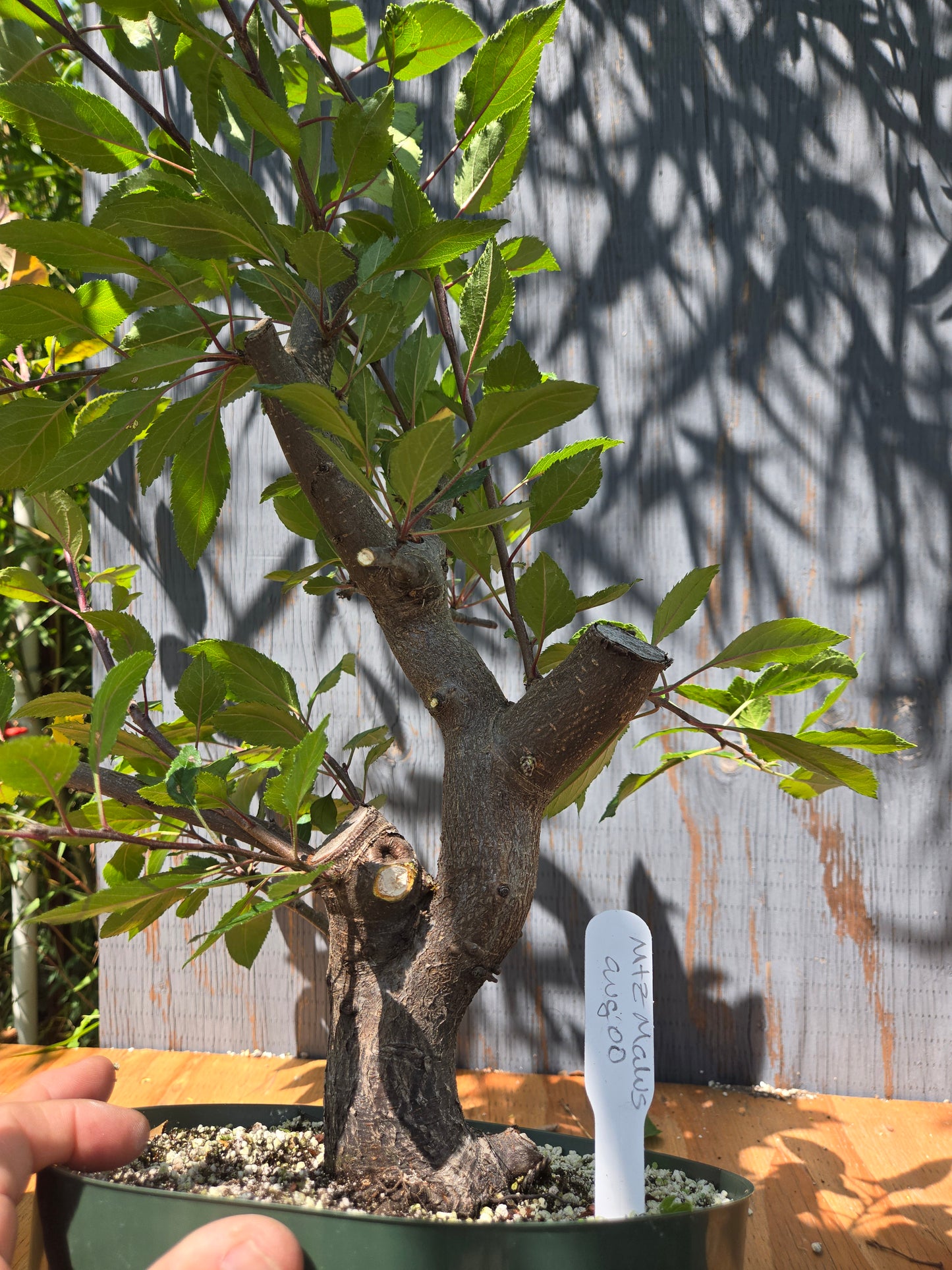 Crabapple 'Martinez' Mtz