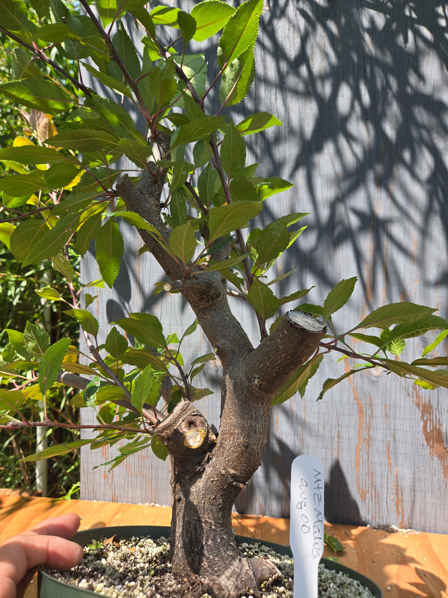 Crabapple 'Martinez' Mtz