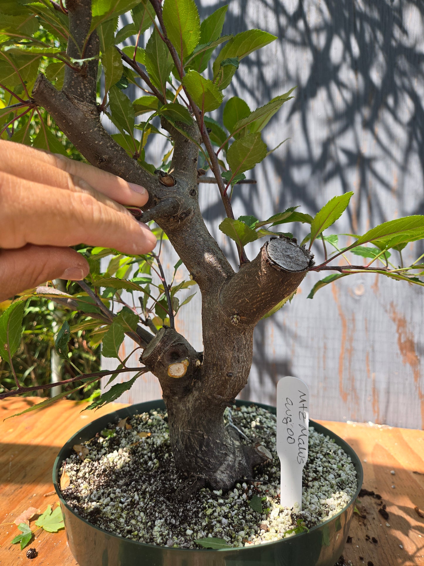 Crabapple 'Martinez' Mtz