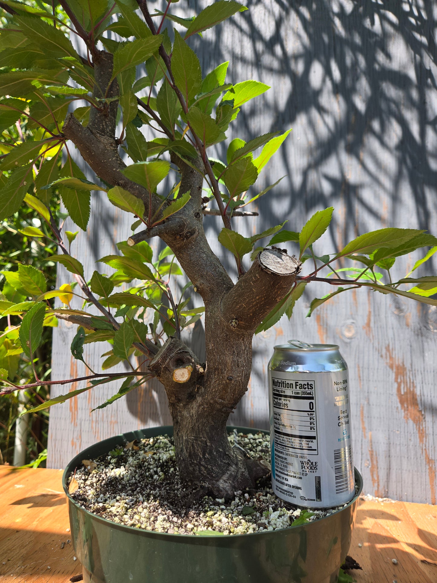 Crabapple 'Martinez' Mtz