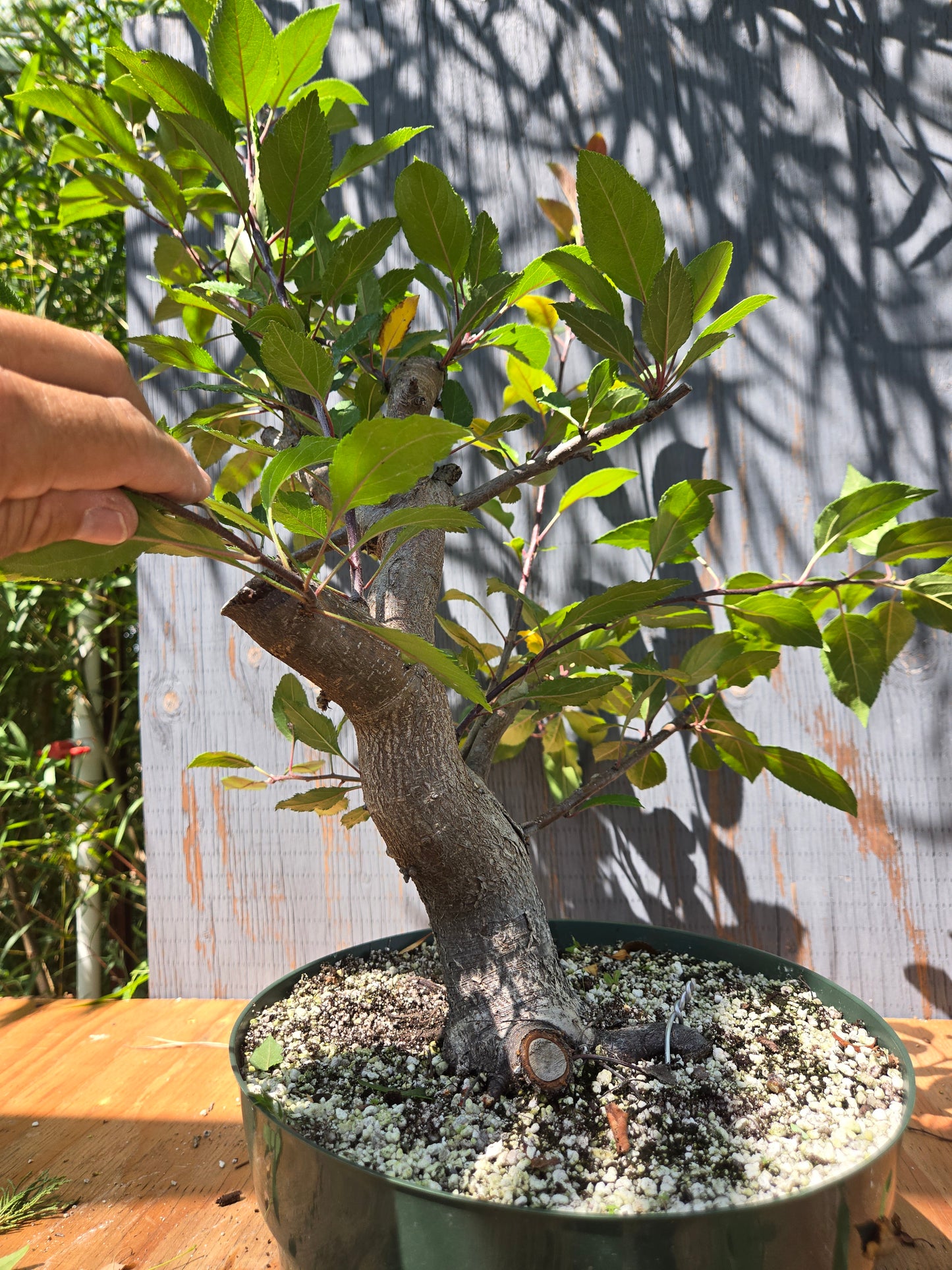 Crabapple 'Martinez' Mtz