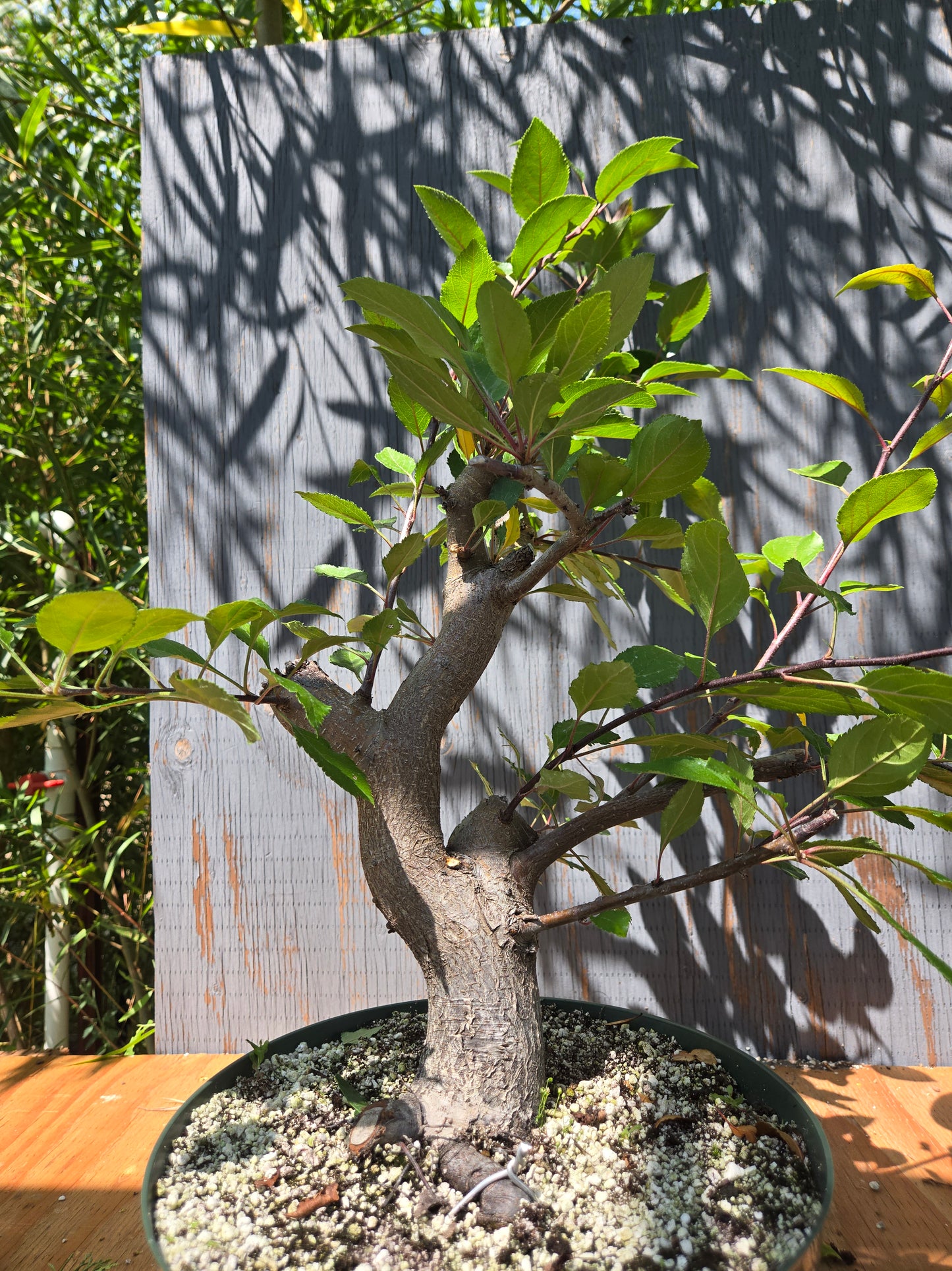 Crabapple 'Martinez' Mtz