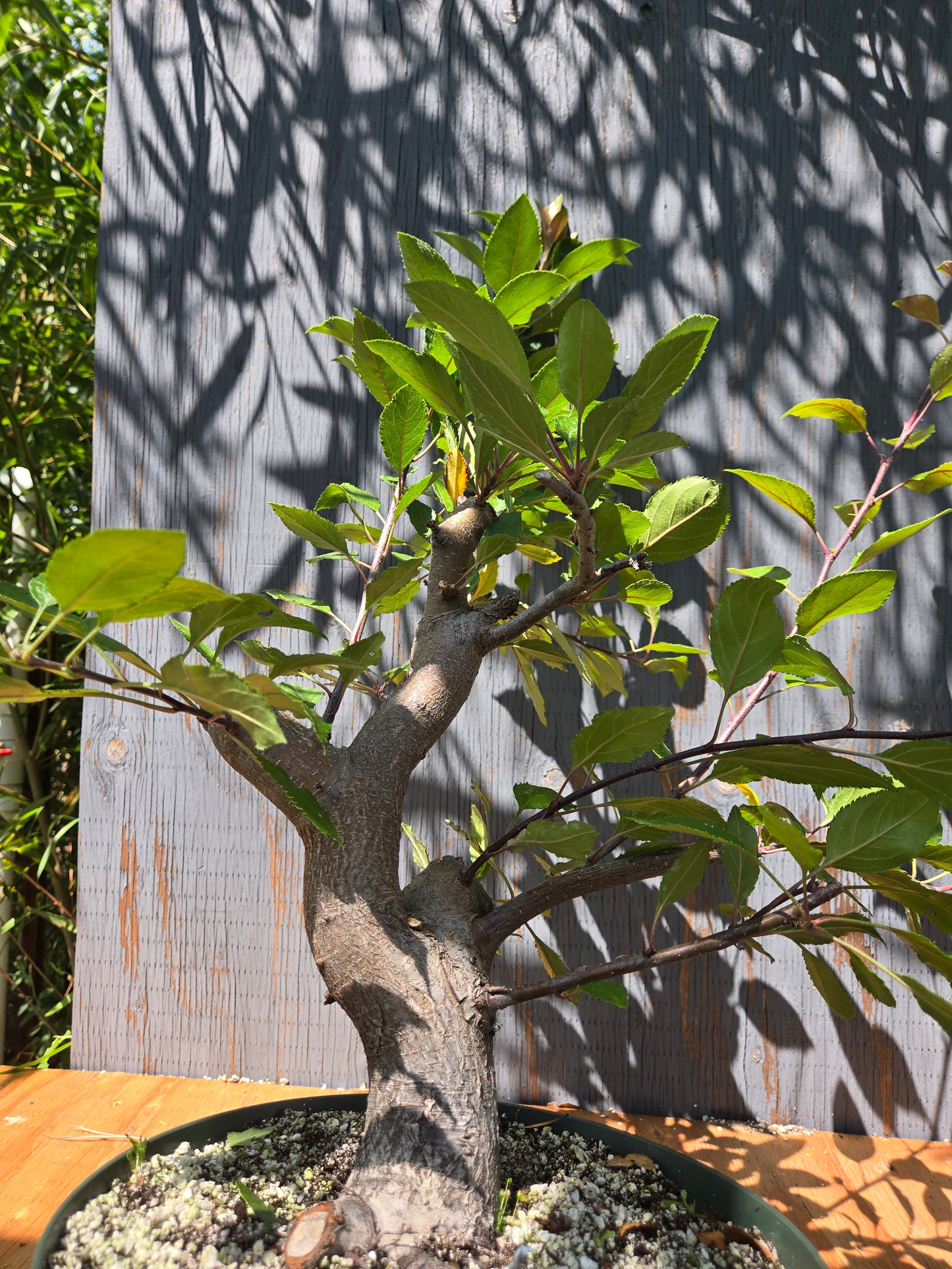 Crabapple 'Martinez' Mtz