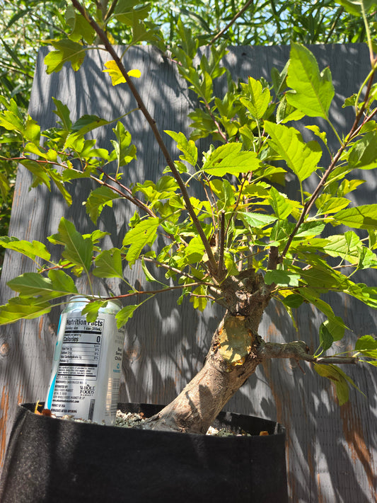 Hall's Crabapple, Malus halliana, Mhall AUG 01
