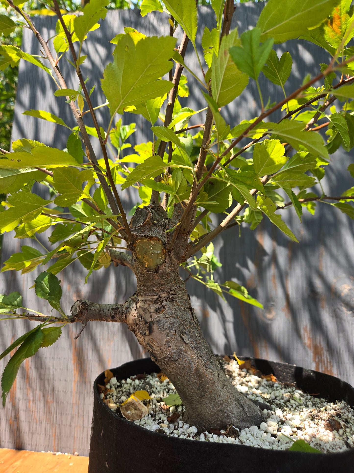 Hall's Crabapple, Malus halliana, Mhall AUG 01