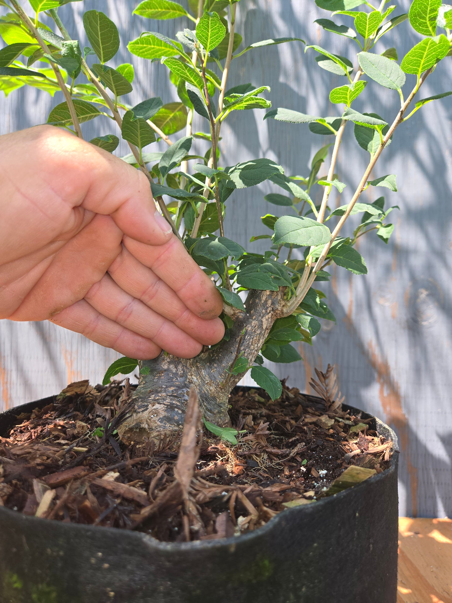 Ilex serrata, Winter Berry. Female Plant, Shohin Size, AUG 00