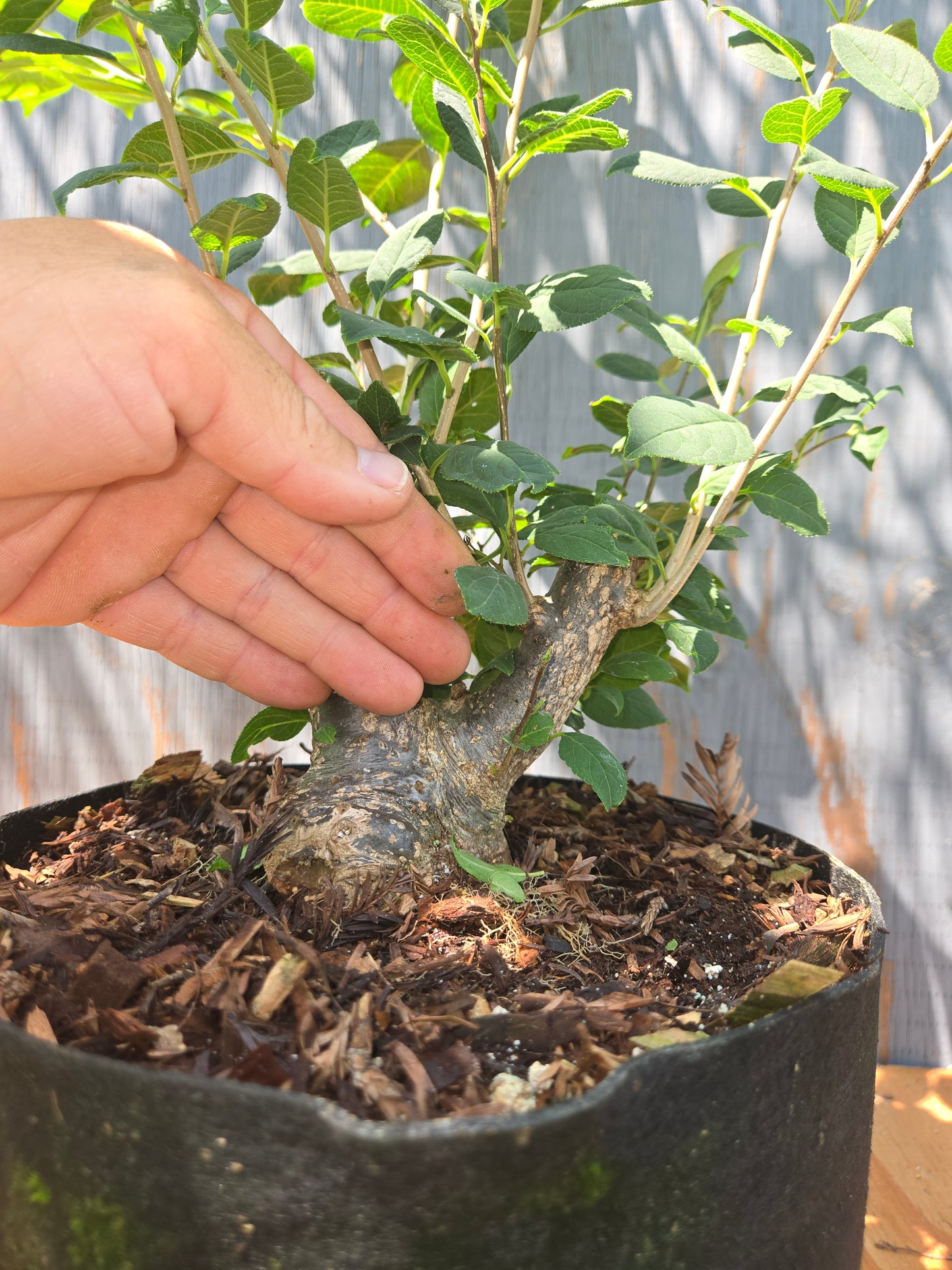 Ilex serrata, Winter Berry. Female Plant, Shohin Size, AUG 00