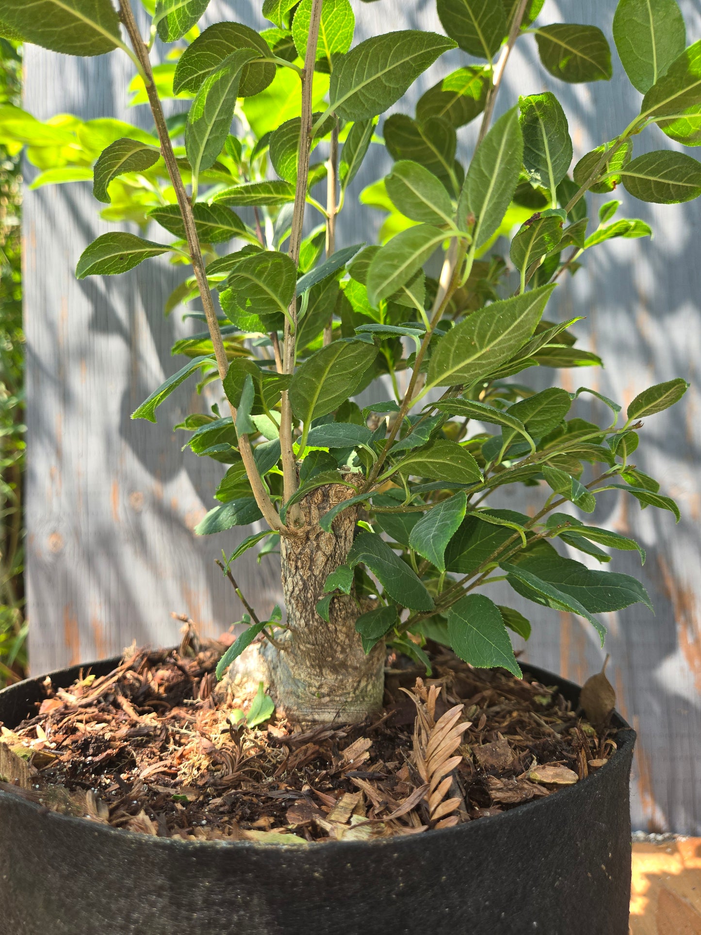 Ilex serrata, Winter Berry. Female Plant, Shohin Size, AUG 00