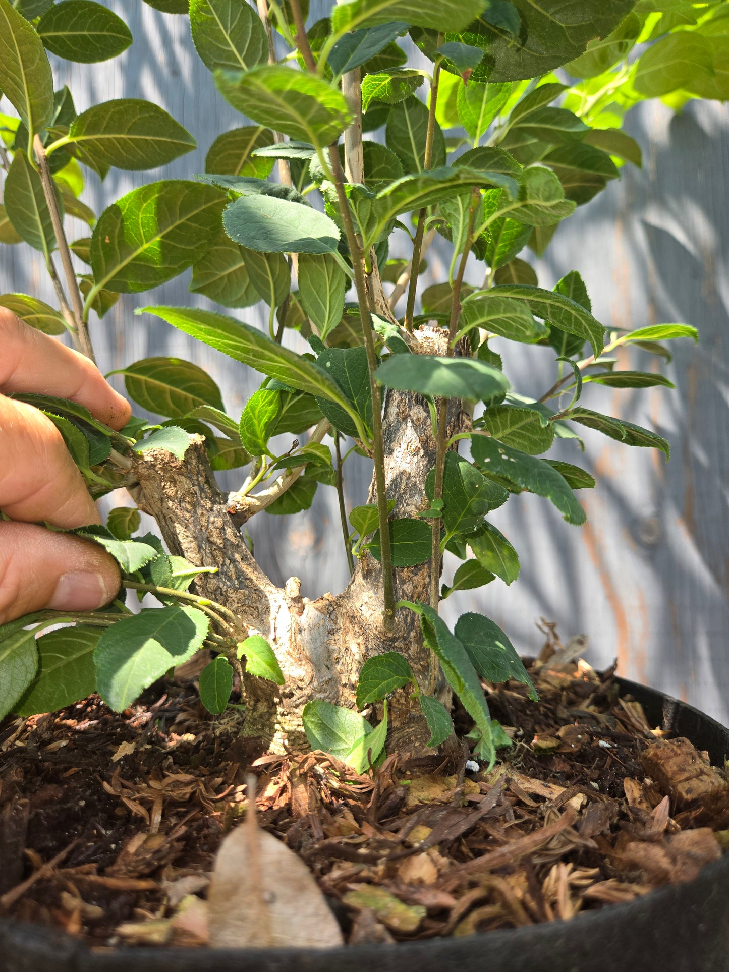 Ilex serrata, Winter Berry. Female Plant, Shohin Size, AUG 00