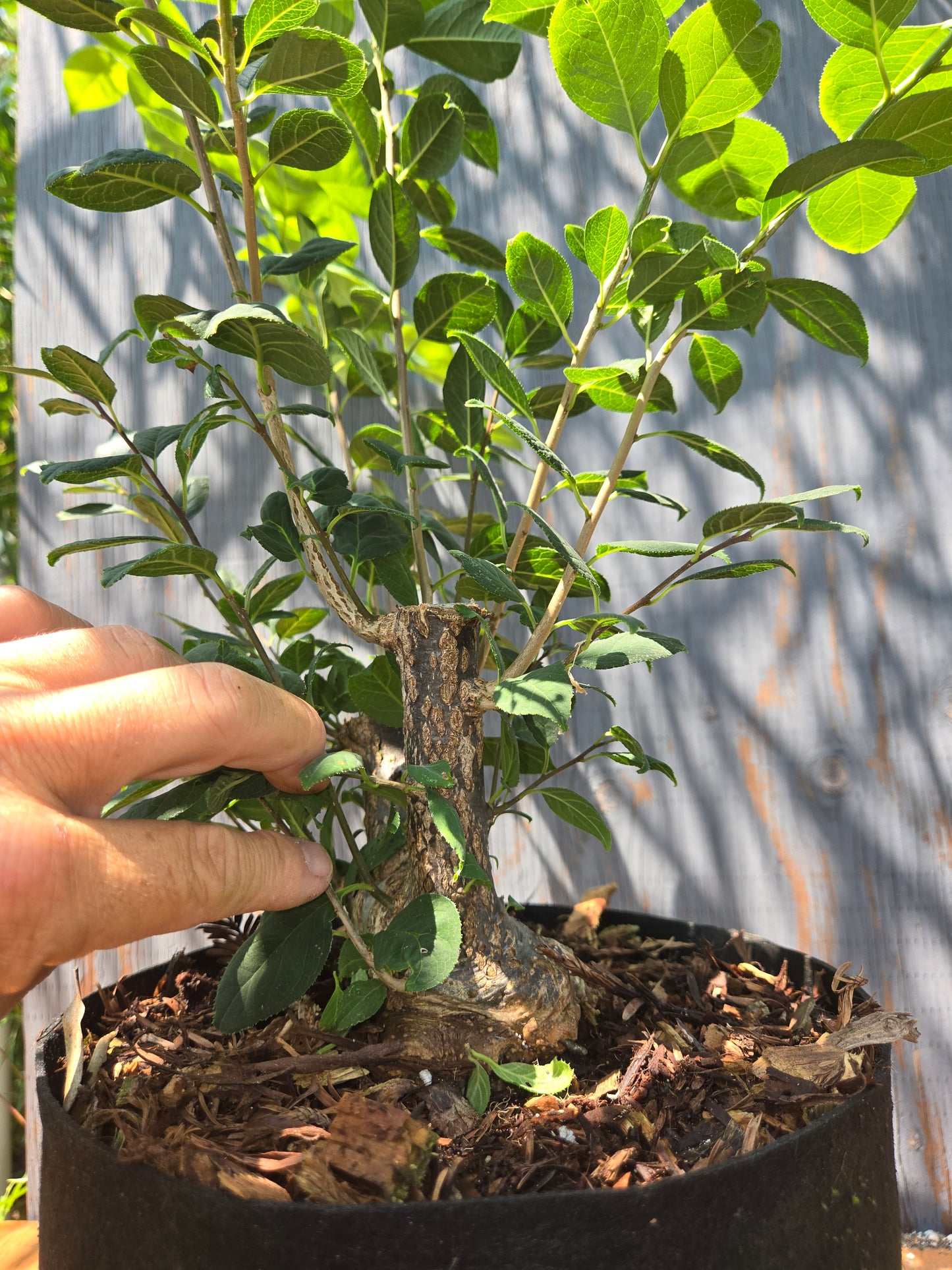 Ilex serrata, Winter Berry. Female Plant, Shohin Size, AUG 00