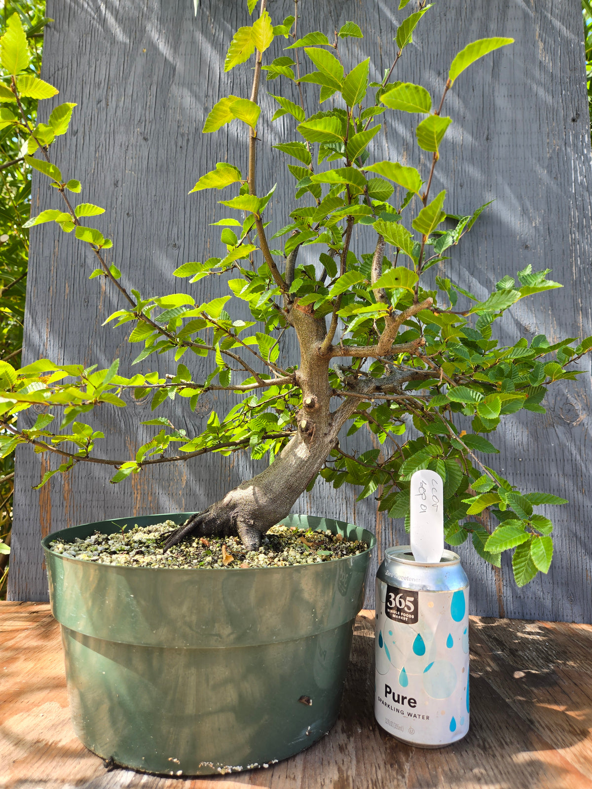 Carpinus coreana, Korean Hornbeam, Ccor Sept 01