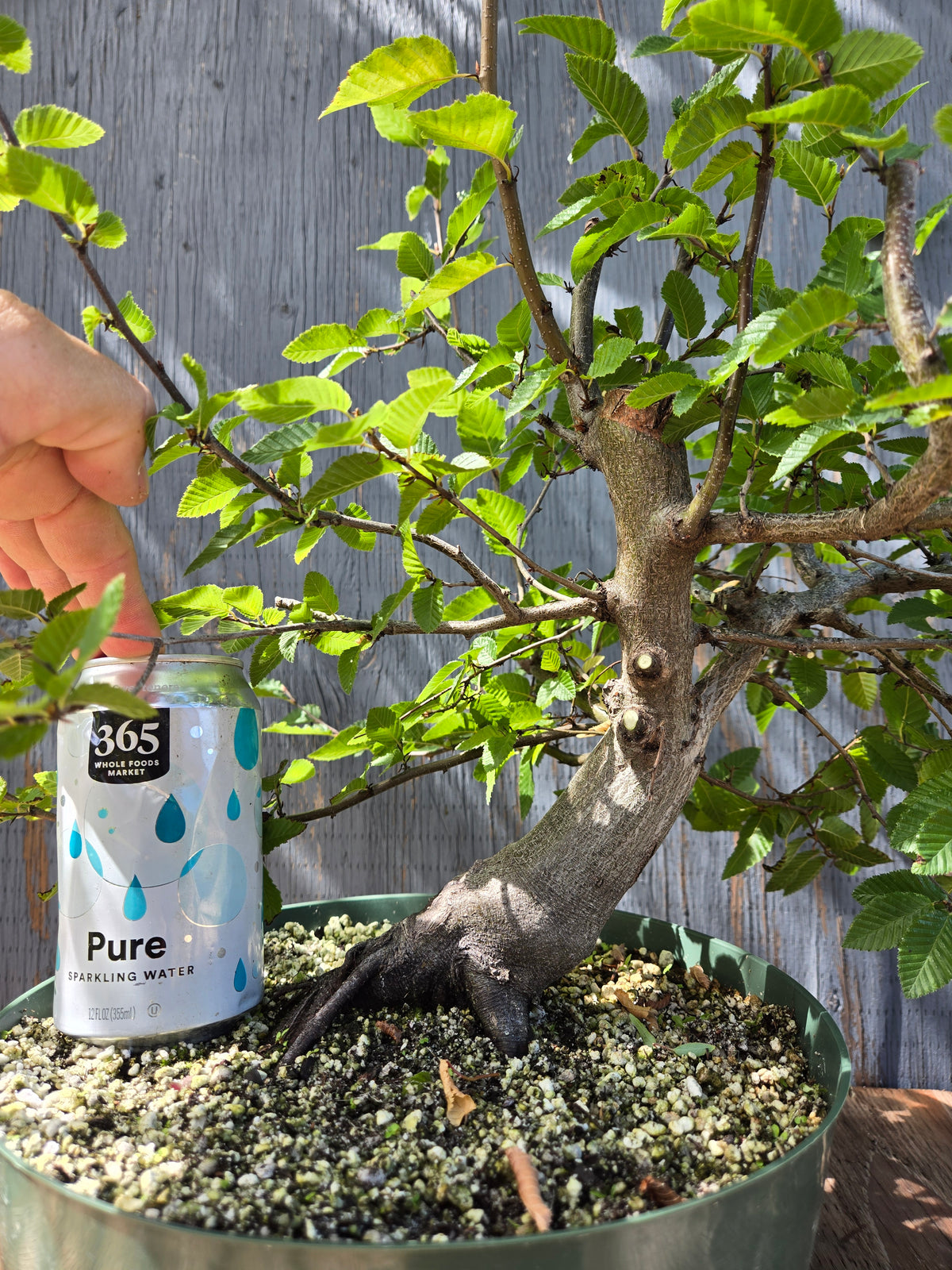 Carpinus coreana, Korean Hornbeam, Ccor Sept 01