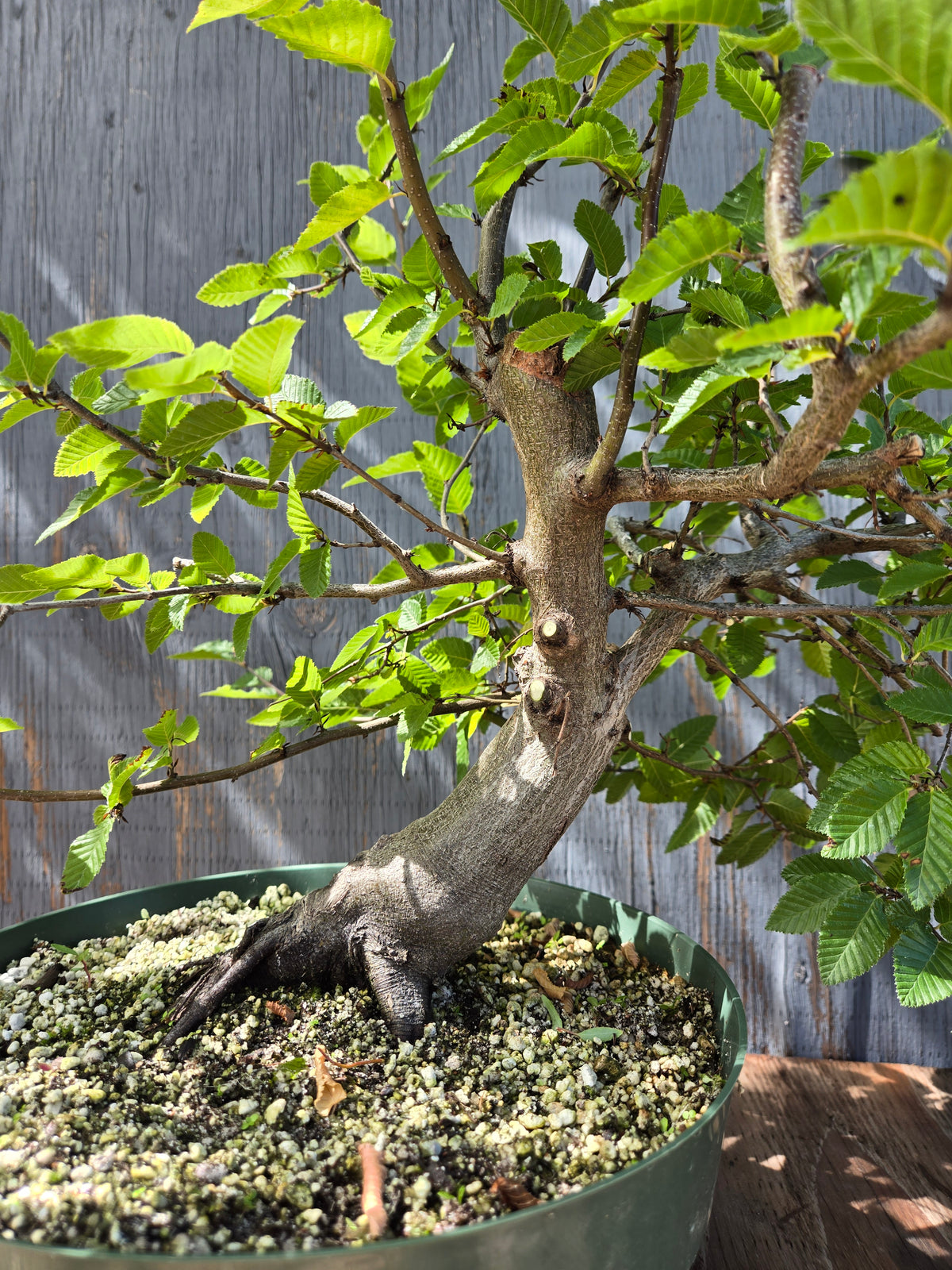 Carpinus coreana, Korean Hornbeam, Ccor Sept 01