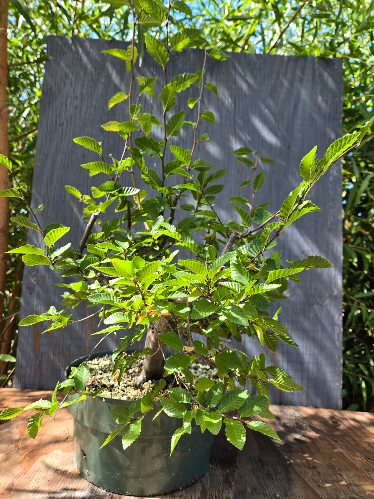 Carpinus coreana, Korean Hornbeam, Ccor Sept 01