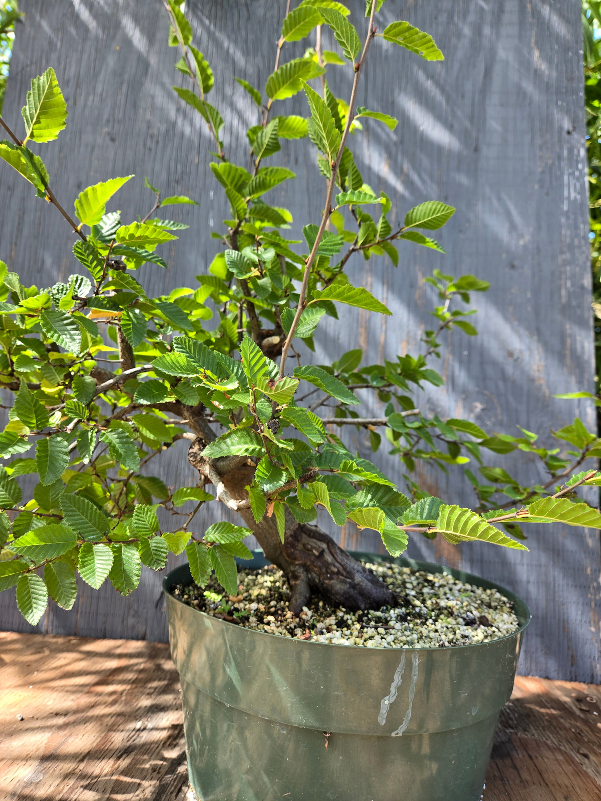 Carpinus coreana, Korean Hornbeam, Ccor Sept 01