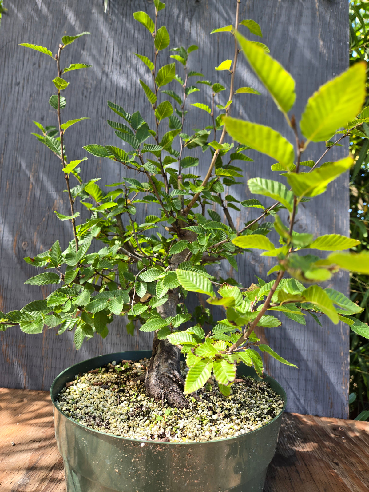 Carpinus coreana, Korean Hornbeam, Ccor Sept 01