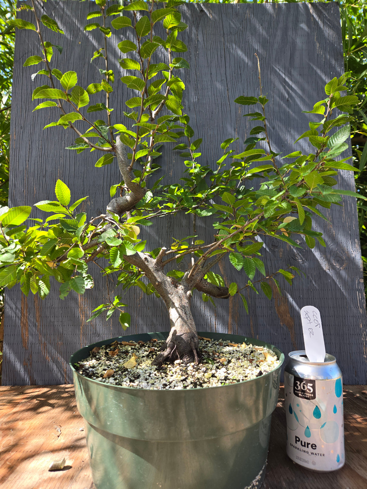 Carpinus coreana, Korean Hornbeam, Ccor Sept 02