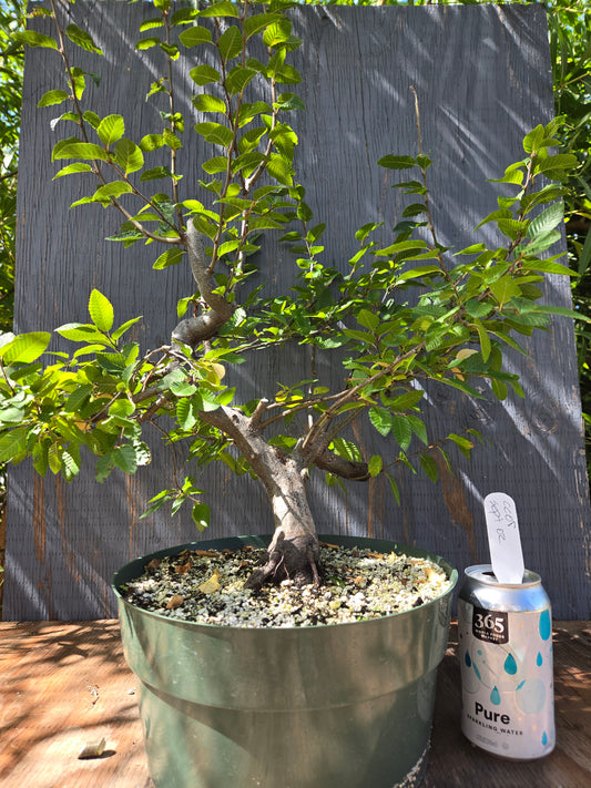 Carpinus coreana, Korean Hornbeam, Ccor Sept 02