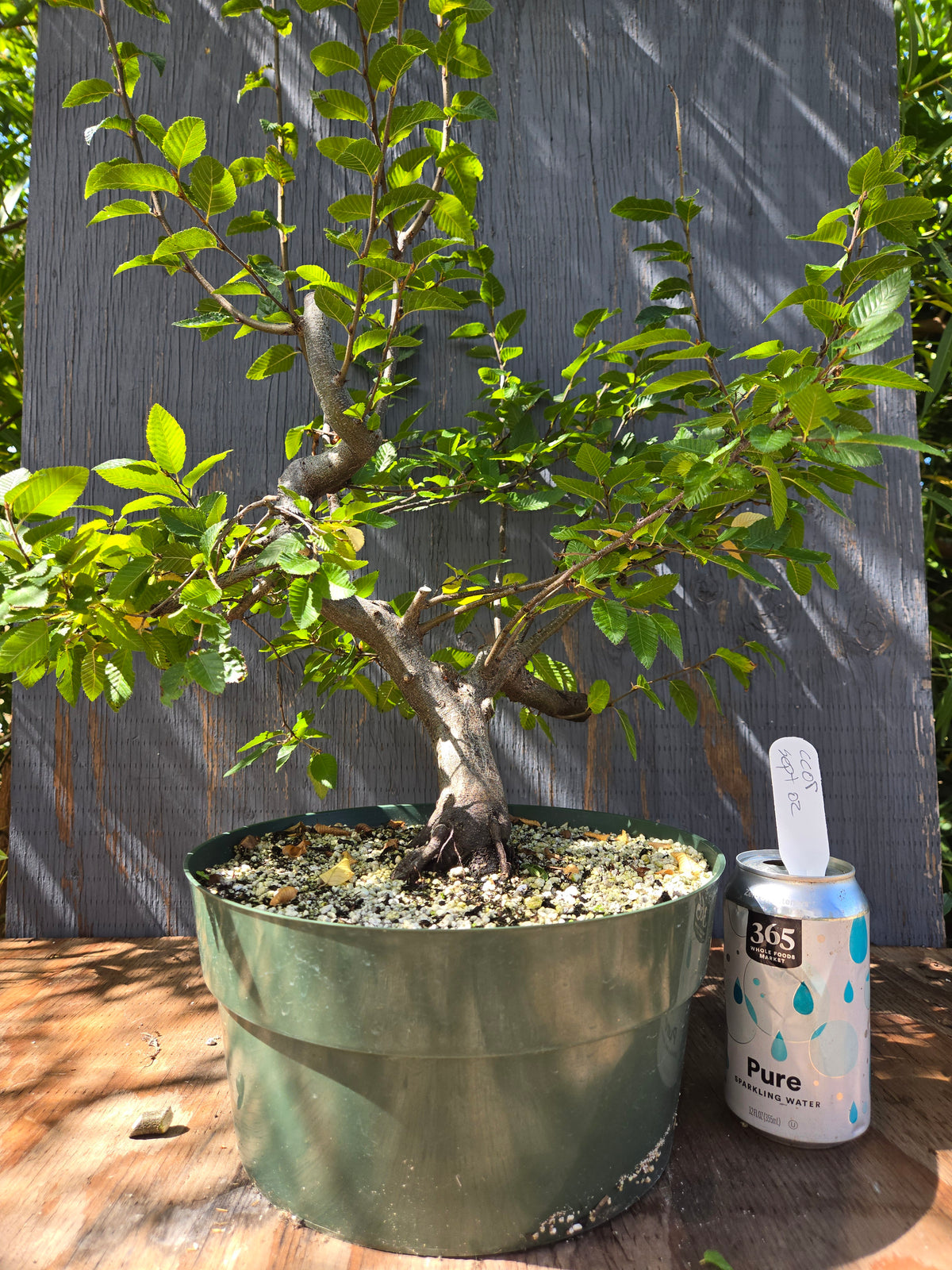 Carpinus coreana, Korean Hornbeam, Ccor Sept 02