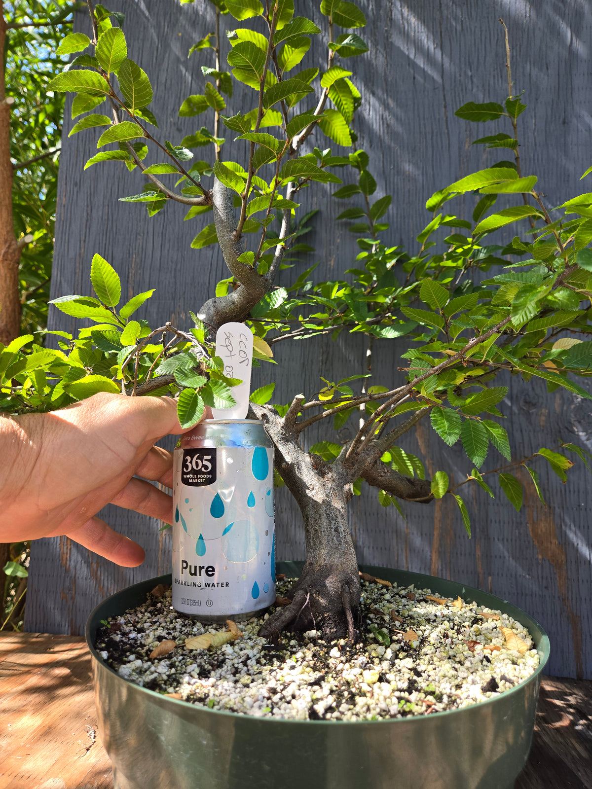 Carpinus coreana, Korean Hornbeam, Ccor Sept 02