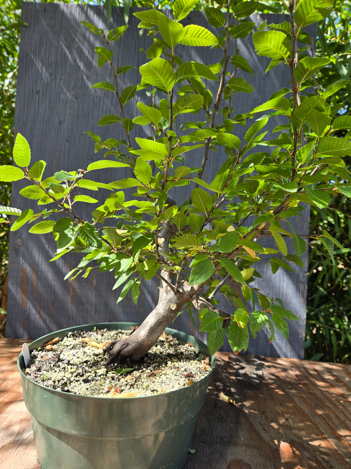 Carpinus coreana, Korean Hornbeam, Ccor Sept 02