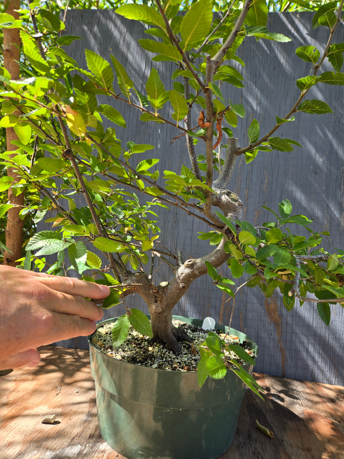 Carpinus coreana, Korean Hornbeam, Ccor Sept 02