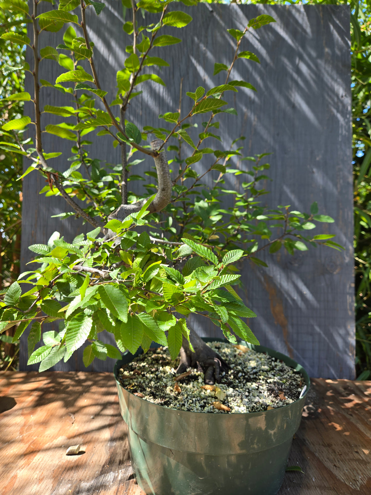 Carpinus coreana, Korean Hornbeam, Ccor Sept 02