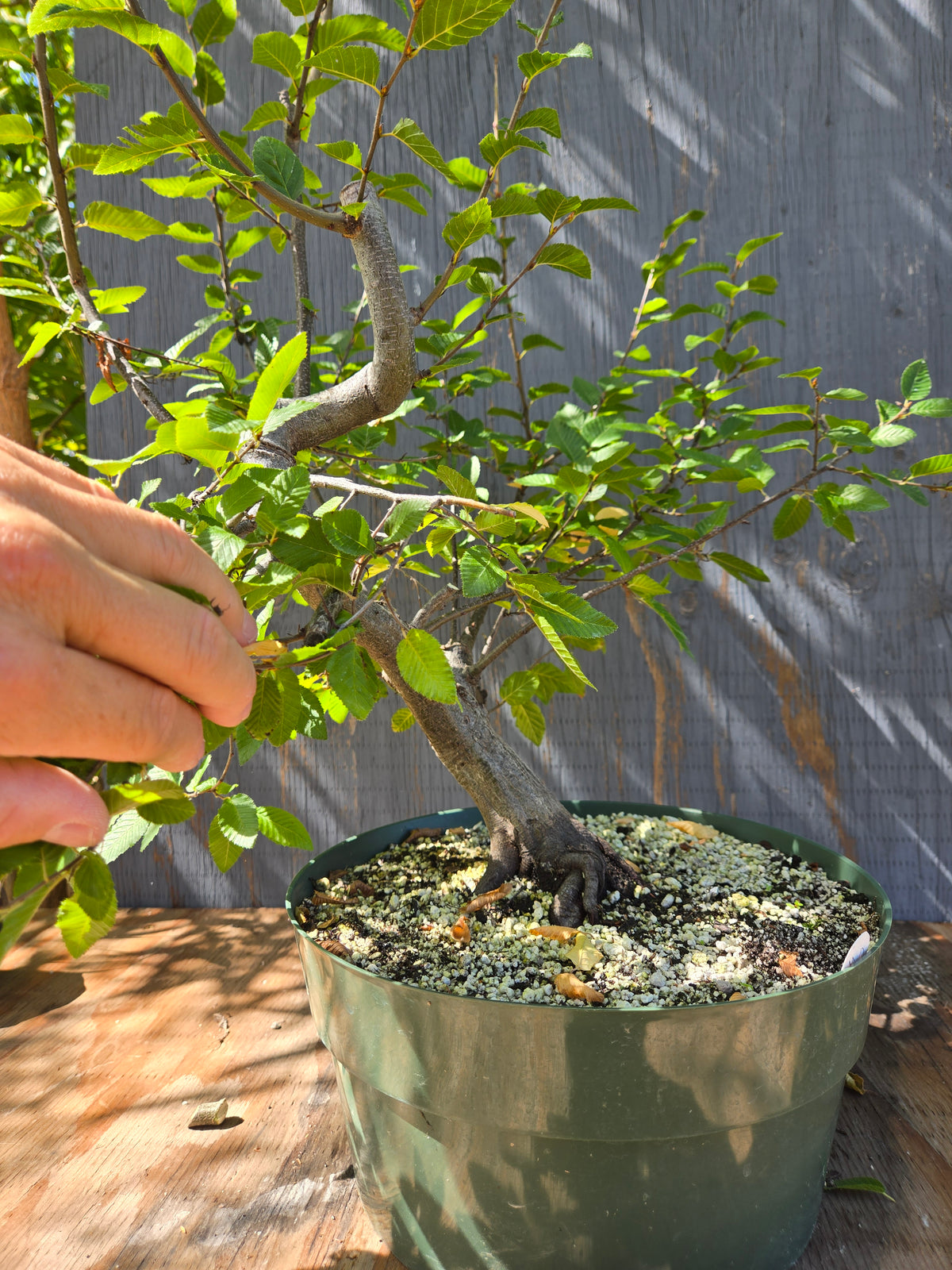 Carpinus coreana, Korean Hornbeam, Ccor Sept 02