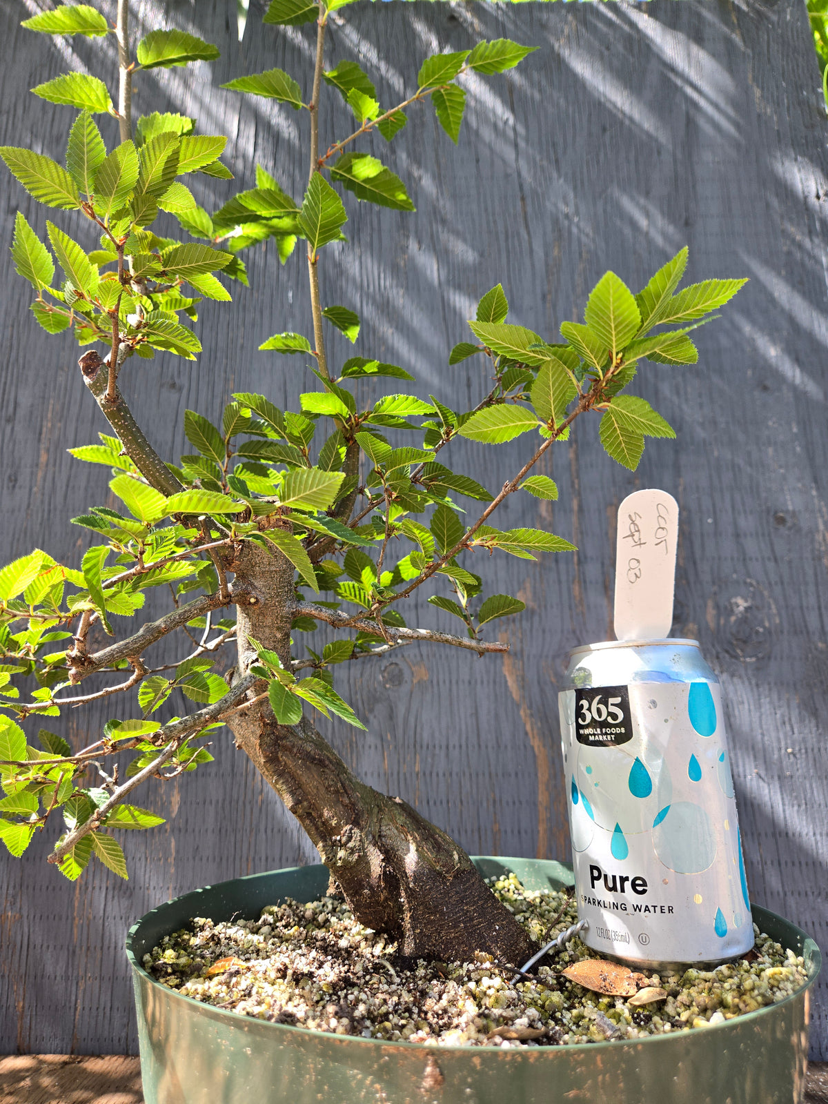 Carpinus coreana, Korean Hornbeam, Ccor Sept 03