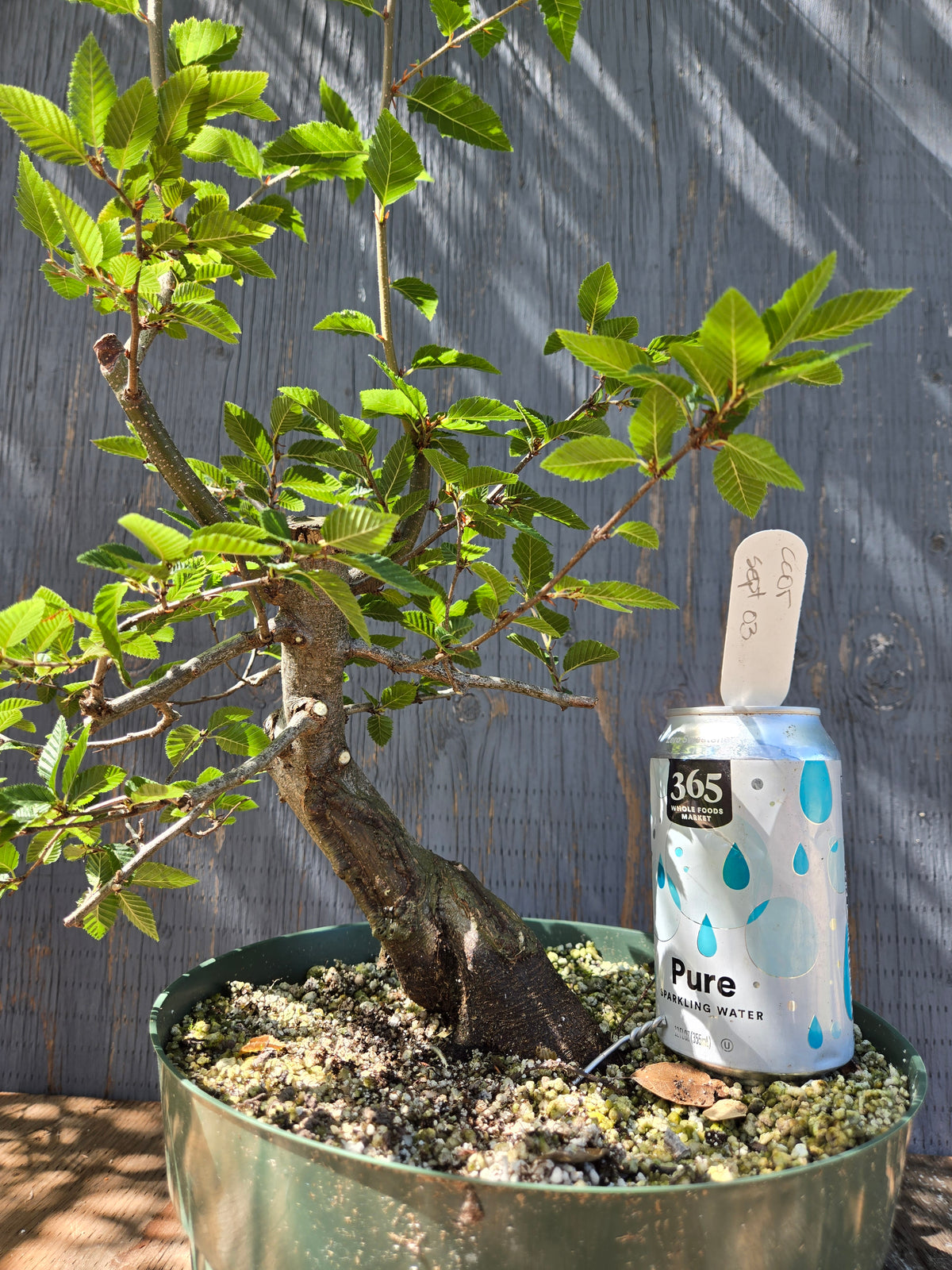 Carpinus coreana, Korean Hornbeam, Ccor Sept 03