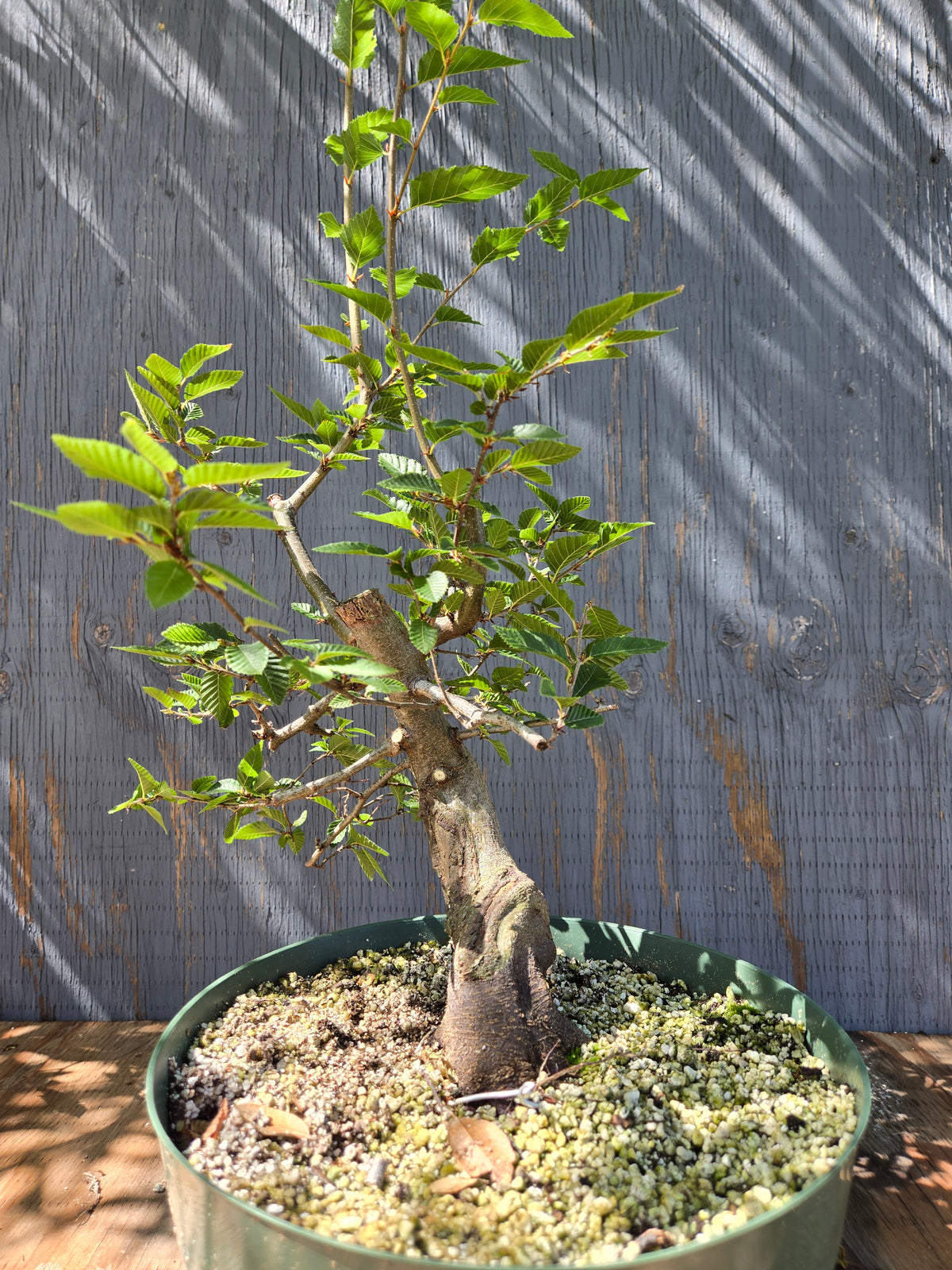 Carpinus coreana, Korean Hornbeam, Ccor Sept 03