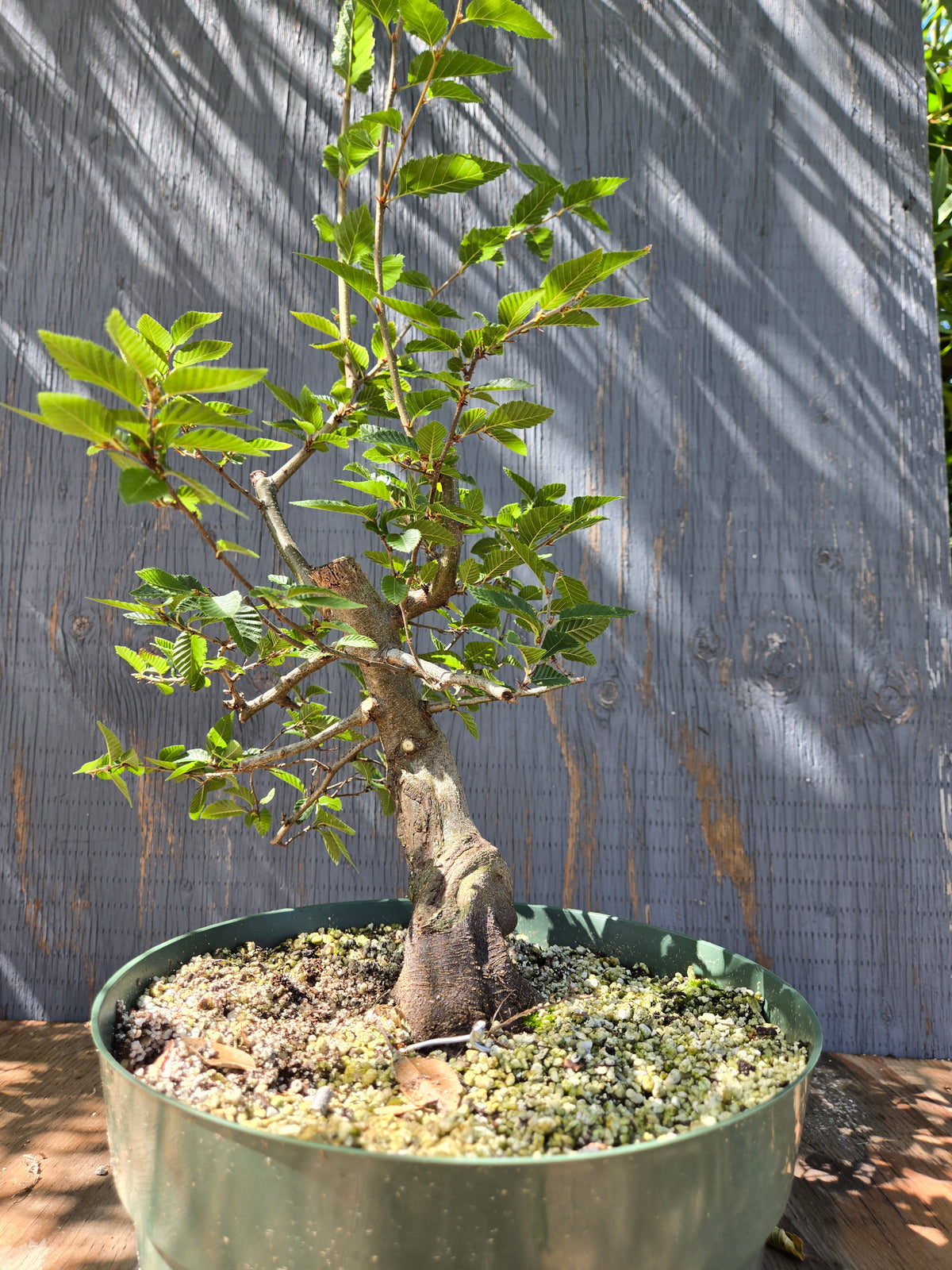 Carpinus coreana, Korean Hornbeam, Ccor Sept 03