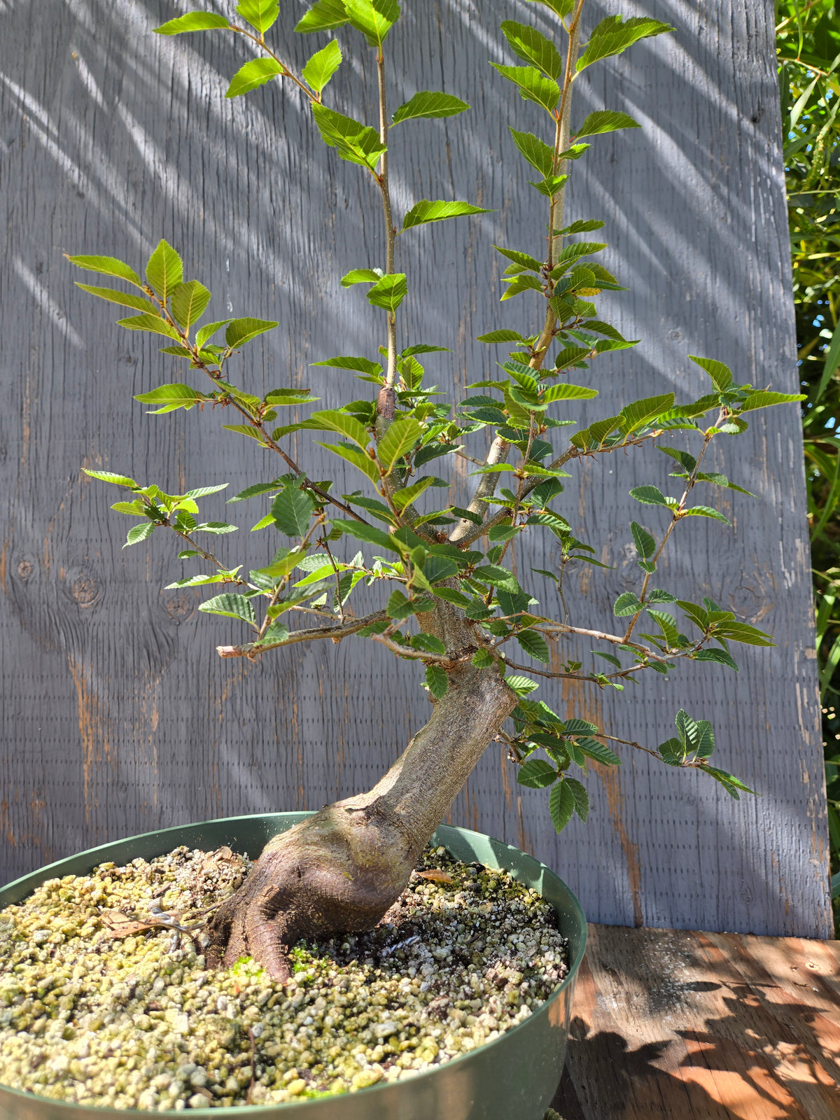 Carpinus coreana, Korean Hornbeam, Ccor Sept 03