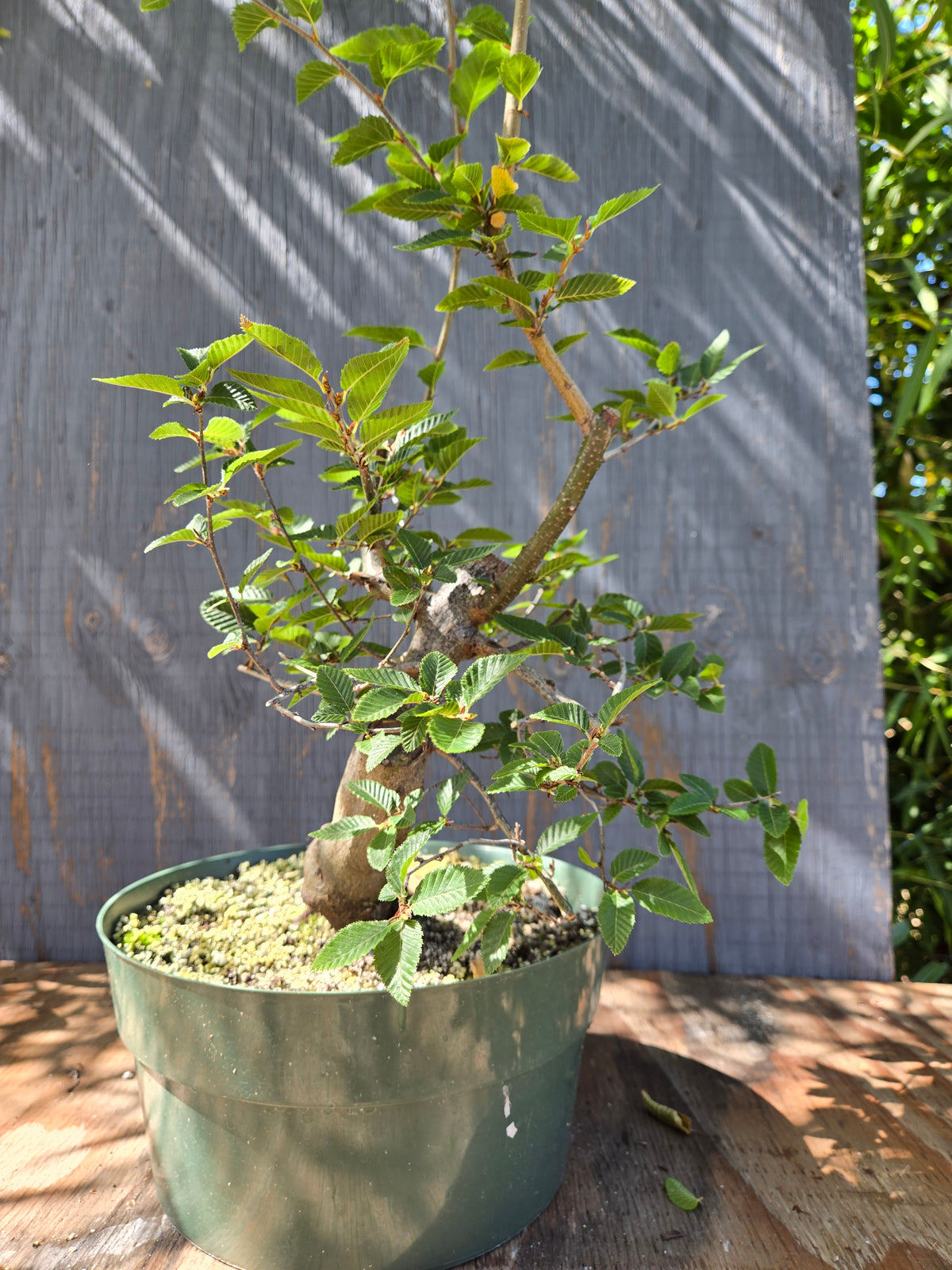 Carpinus coreana, Korean Hornbeam, Ccor Sept 03