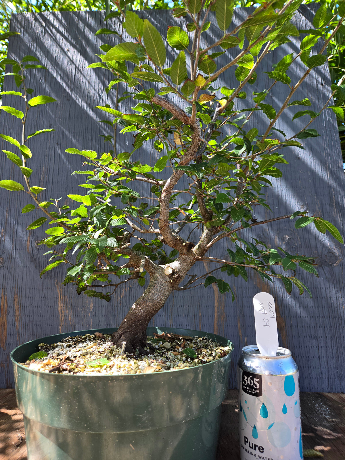Carpinus coreana, Korean Hornbeam, Ccor Sept 04
