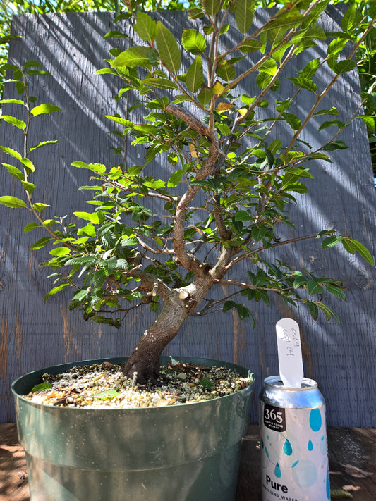 Carpinus coreana, Korean Hornbeam, Ccor Sept 04