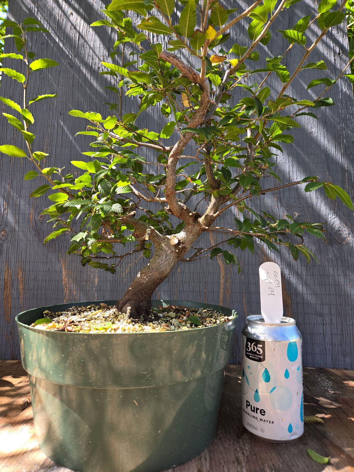 Carpinus coreana, Korean Hornbeam, Ccor Sept 04