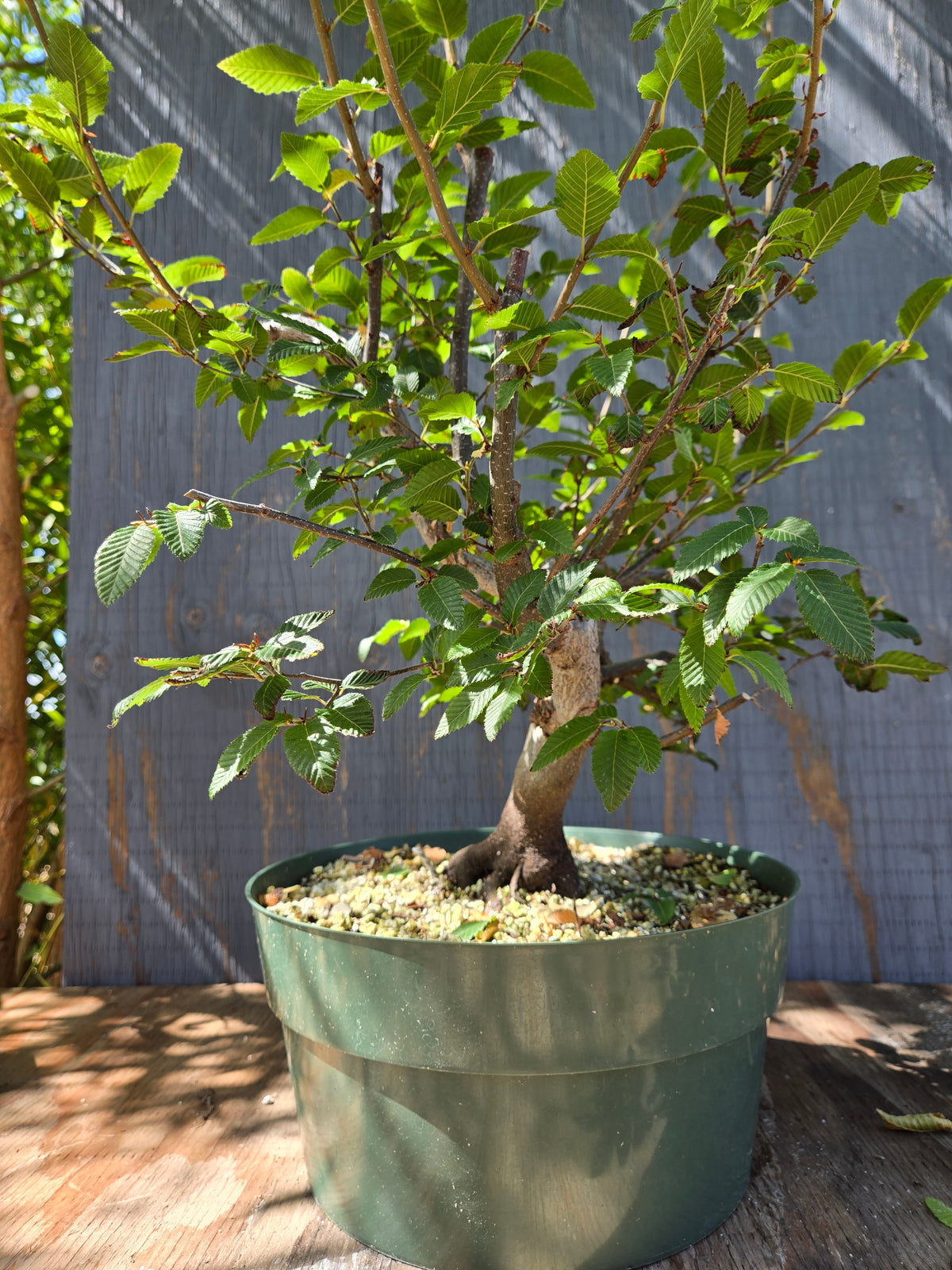 Carpinus coreana, Korean Hornbeam, Ccor Sept 04