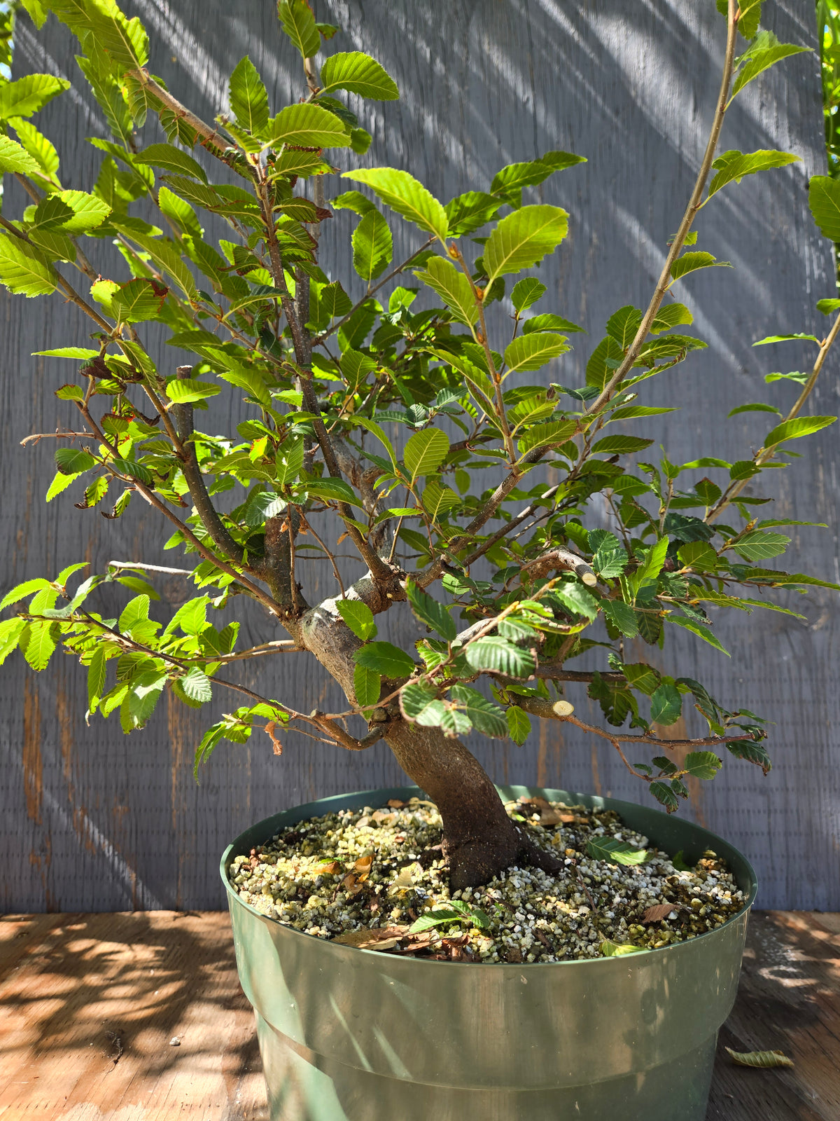 Carpinus coreana, Korean Hornbeam, Ccor Sept 04