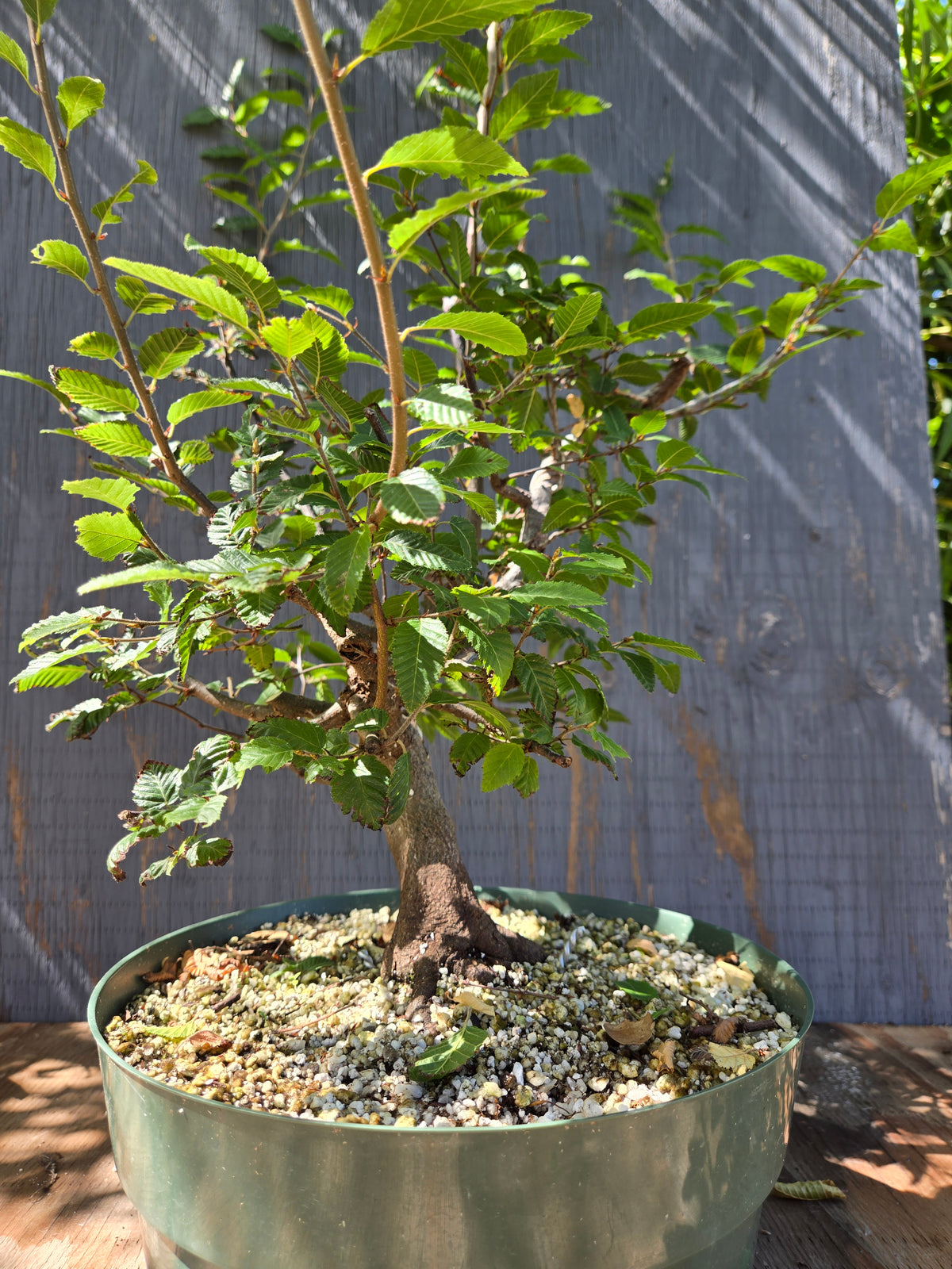Carpinus coreana, Korean Hornbeam, Ccor Sept 04