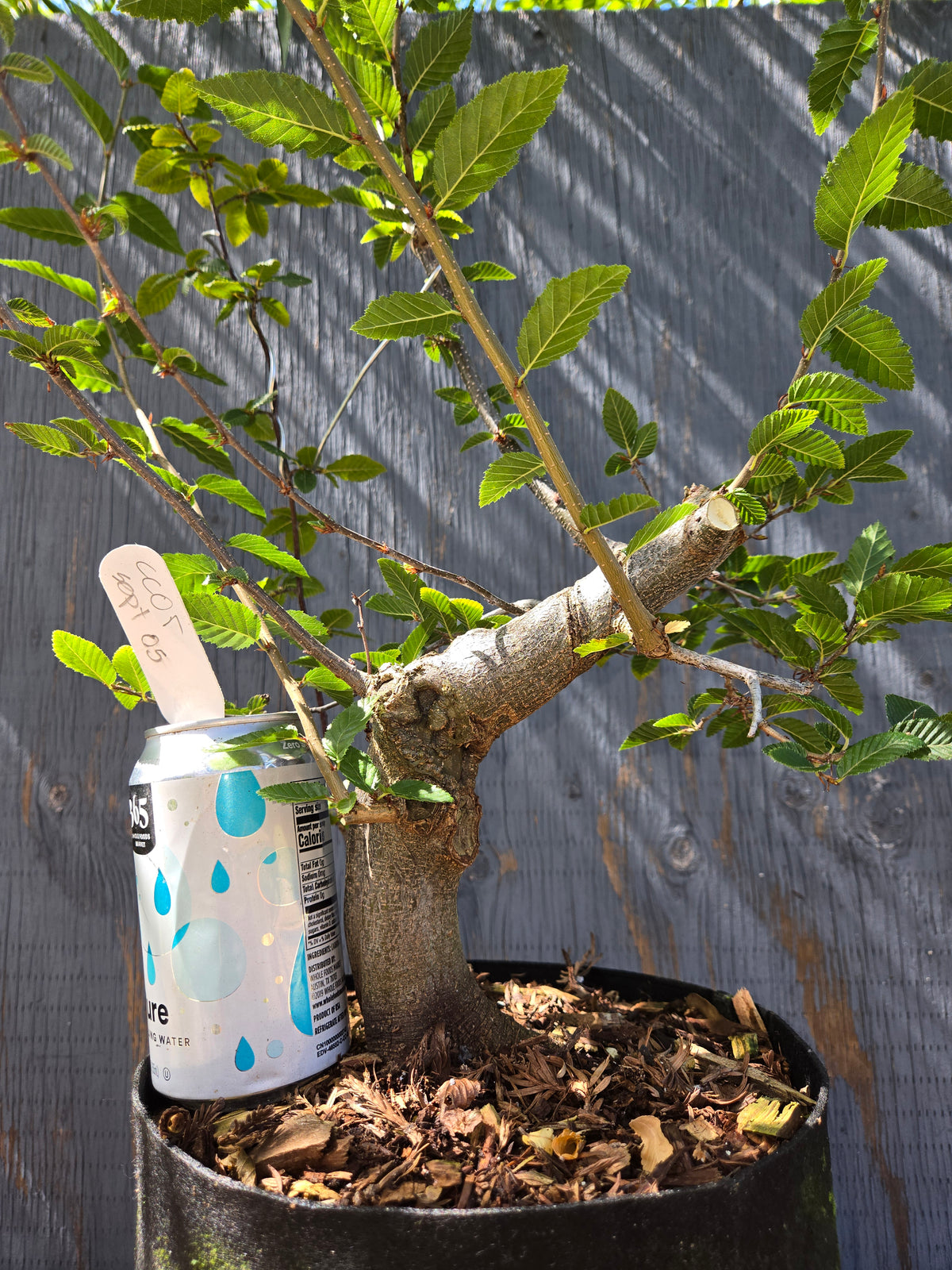 Carpinus coreana, Korean Hornbeam, Ccor Sept 05