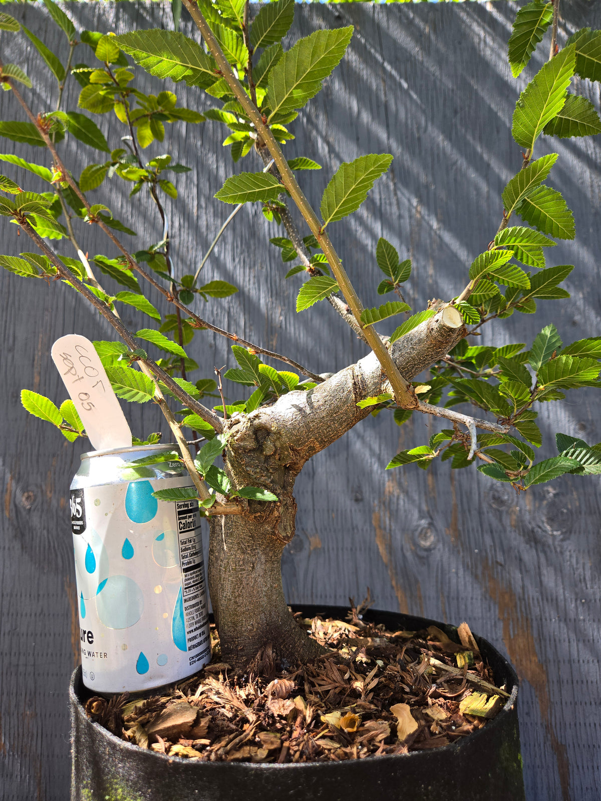 Carpinus coreana, Korean Hornbeam, Ccor Sept 05