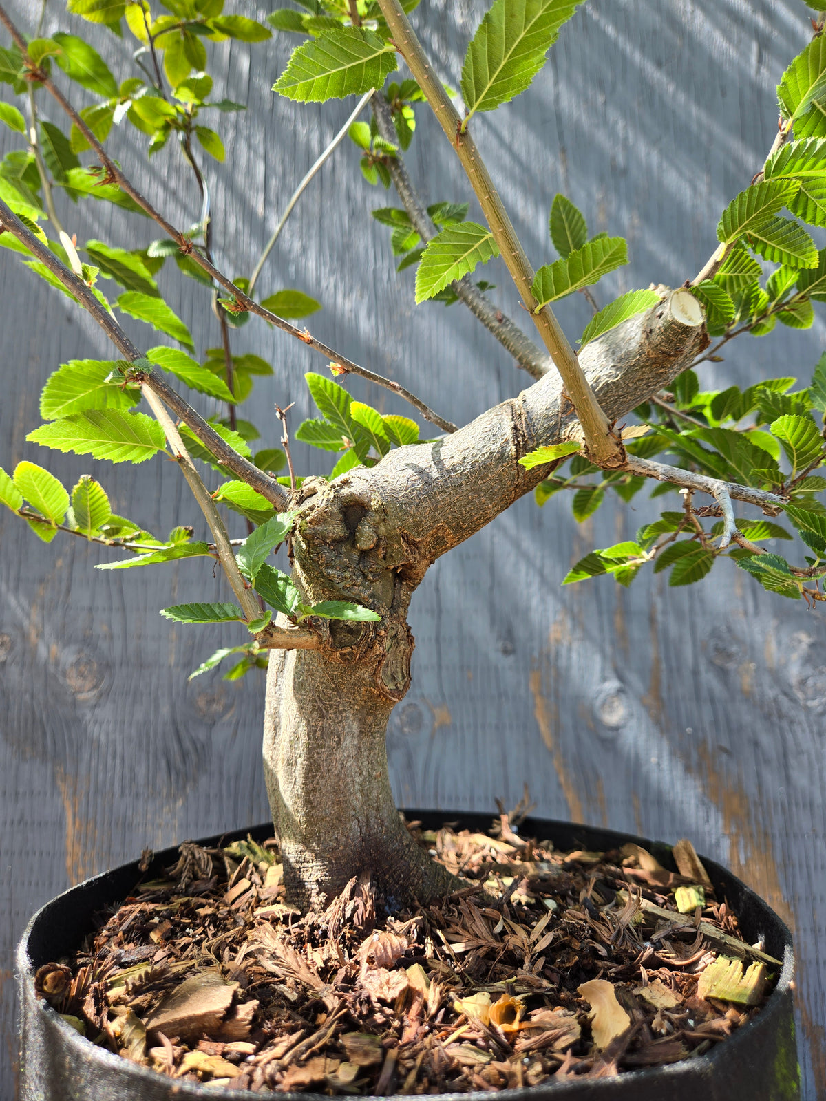 Carpinus coreana, Korean Hornbeam, Ccor Sept 05