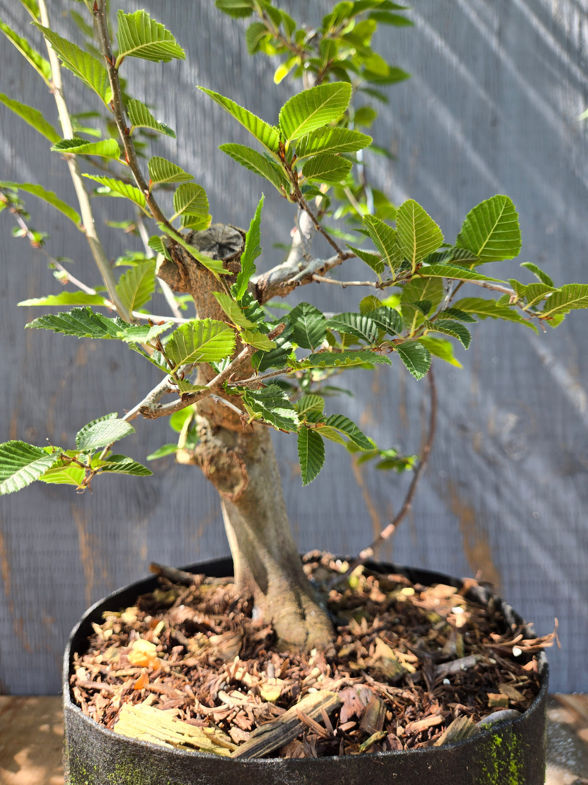 Carpinus coreana, Korean Hornbeam, Ccor Sept 05