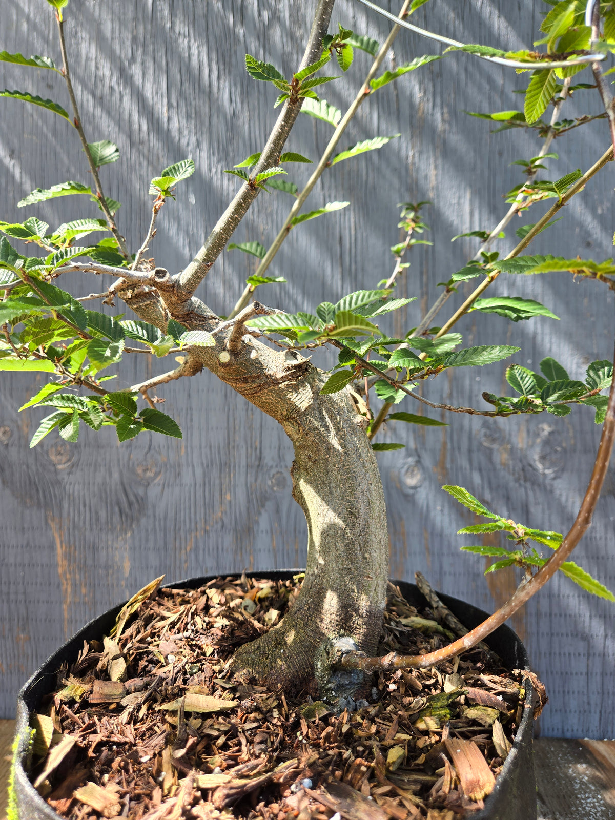 Carpinus coreana, Korean Hornbeam, Ccor Sept 05