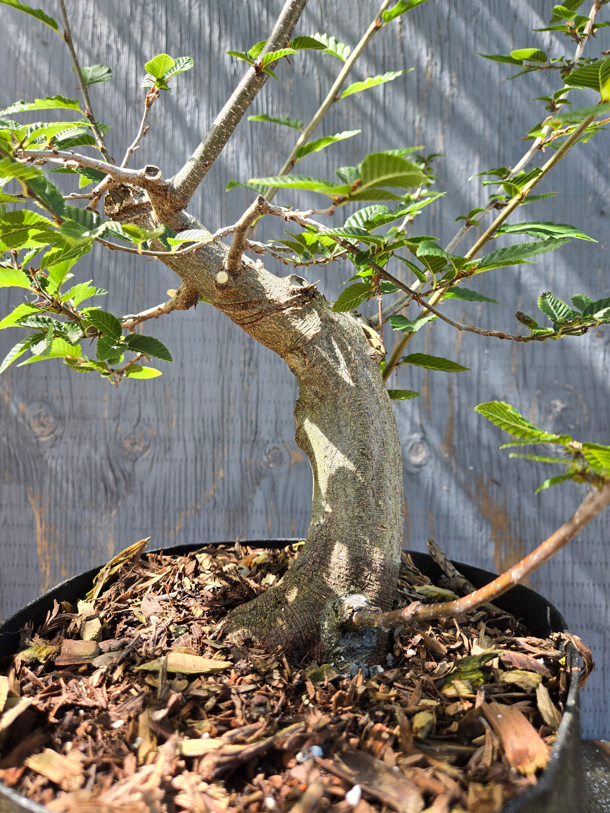 Carpinus coreana, Korean Hornbeam, Ccor Sept 05